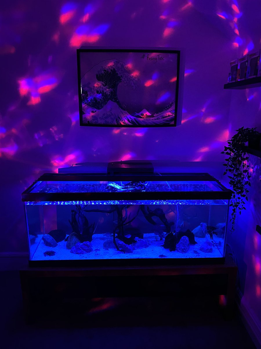 🐙🎮 ROOM UPDATE 🎮🐙

The vibes in this room make me so happy… everything I love in 1 place!

Drop your gaming setups below, I still have changes I want to make but could use y’alls for some inspiration! ✨

#RisingTide🌊 x #LeafsForever