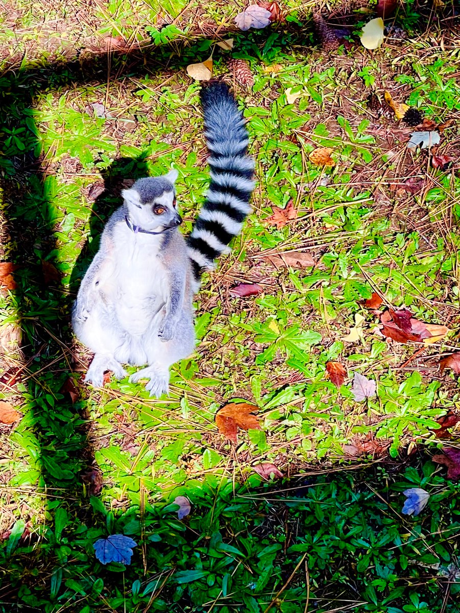 🦝Ever since I moved to Durham, NC two years ago, I saw more Lemurs these two years than the past decades. Soon we will move again, we will miss seeing these adorable lemurs.🫐