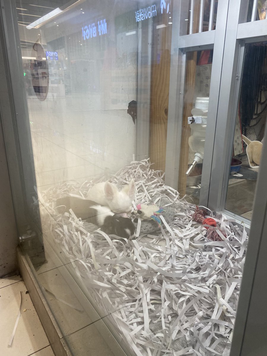 paulalayana1's tweet photo. Por qué no han logrado prohibir esto??? Que tristeza da ver a esas criaturitas separadas de sus madres, en una vitrina helada encima de papel reclicado y con pipi? Lávense el cerebro antes de pensar en comprar animales, sufren encerrados ahí, existiendo tantas mascotas en la + https://t.co/Wkno31GYTe