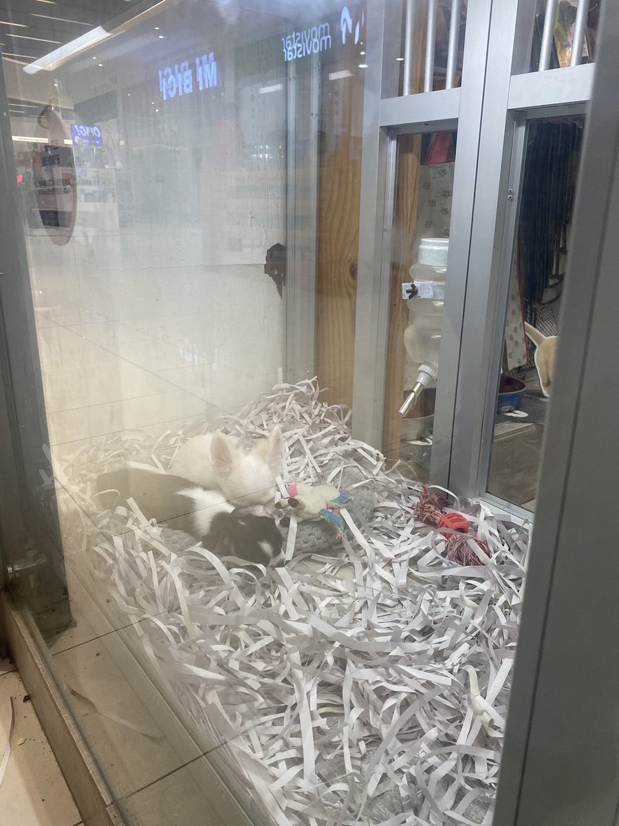 paulalayana1's tweet photo. Por qué no han logrado prohibir esto??? Que tristeza da ver a esas criaturitas separadas de sus madres, en una vitrina helada encima de papel reclicado y con pipi? Lávense el cerebro antes de pensar en comprar animales, sufren encerrados ahí, existiendo tantas mascotas en la + https://t.co/Wkno31GYTe