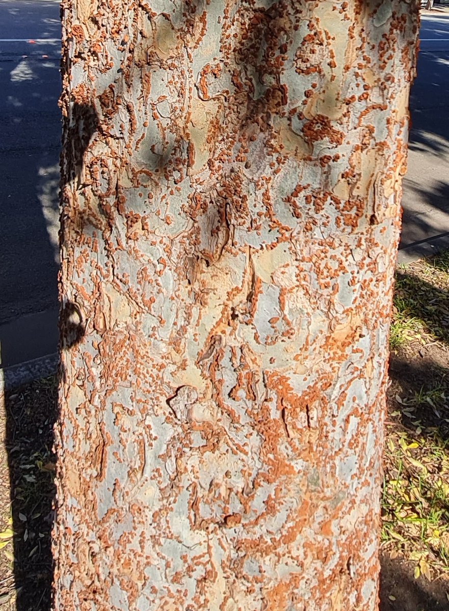 StuartWilliams_'s tweet photo. Chinese elms (Ulmus parvifolia) in #Jerilderie. A tree native to China, Vietnam, South Korea, Japan and Taiwan
#StreetTrees #Ulmus #Ulmaceae https://t.co/Hkj0eanxjd