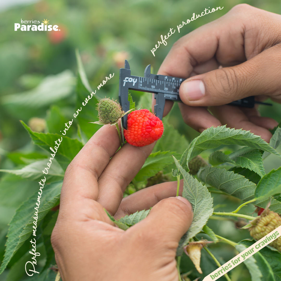 Berries Paradise Official (@Berries_Paradis) / Posts / X