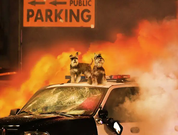 TheOnion's tweet image. Schnauzers Rioting Outside Madison Square Garden Following Westminster Dog Show Defeat bit.ly/3VPzx9Z