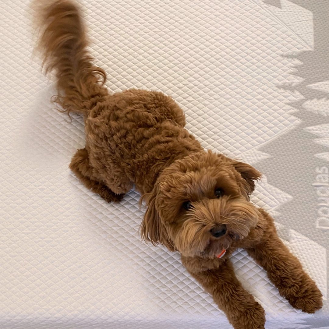 👇👇👇 Us after hearing you get a FREE Comfort Sleep Bundle when you buy a Douglas mattress

Complete your sleep set when you shop at douglas.ca!