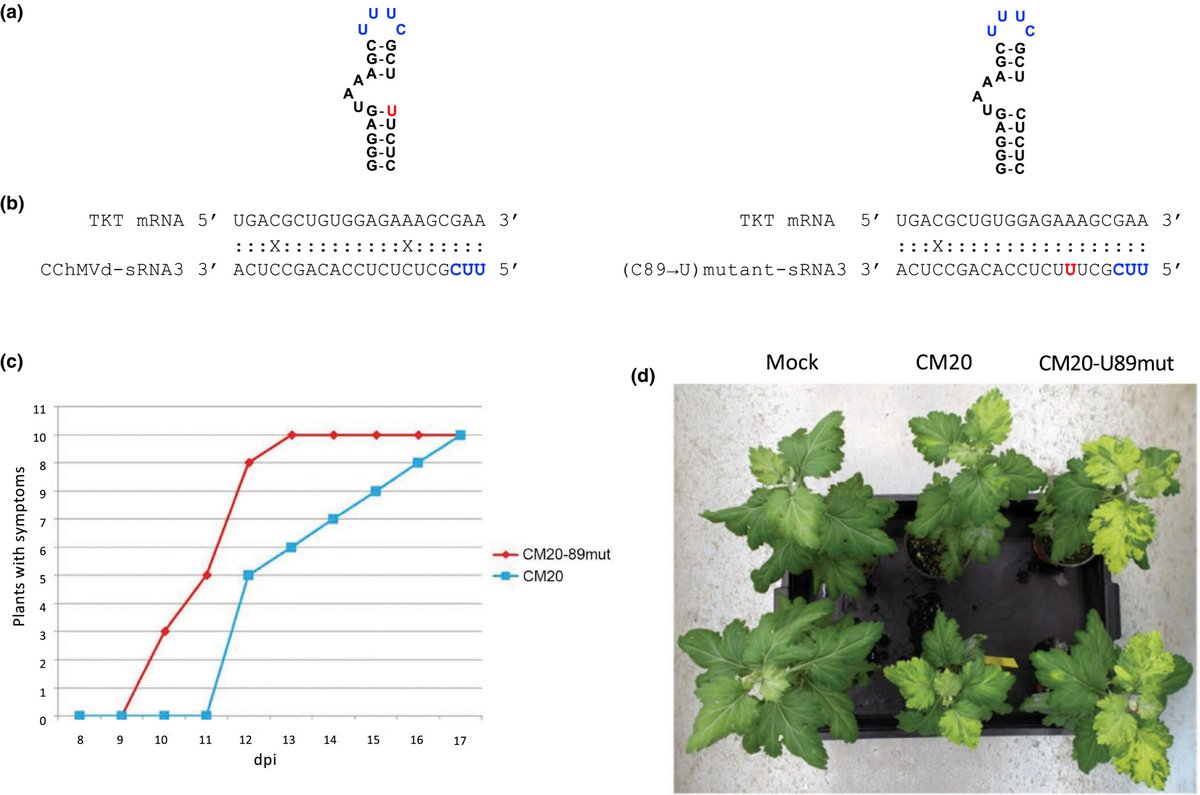 NewPhyt's tweet photo. Expression of symptoms elicited by a hammerhead viroid through RNA silencing is related to population bottlenecks in the infected host
Serra et al. @Frances9000 @beatriznavarami @IBMCP @javijevi 

📖https://t.co/qf9O2MfREi https://t.co/CVaJfstbFC