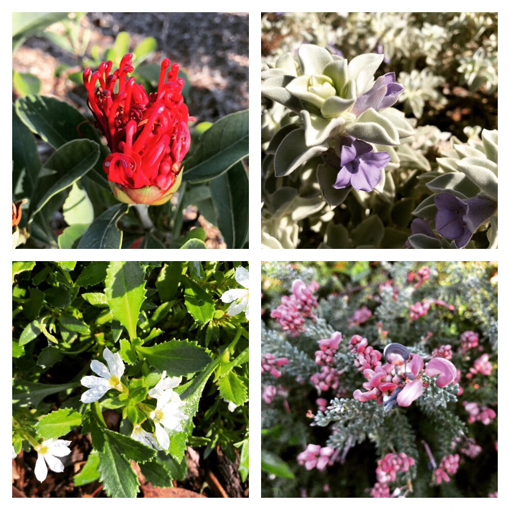 Ian Willis (@chn_willis) on Twitter photo Some flowers on my walk this morning <a href="/AustralianBG/">The Australian Botanic Garden</a>
Always interesting to explore.
Completely free entry.
It is the local MacArthur regions largest tourist attraction. Some flowers on my walk this morning <a href="/AustralianBG/">The Australian Botanic Garden</a>
Always interesting to explore.
Completely free entry.
It is the local MacArthur regions largest tourist attraction.