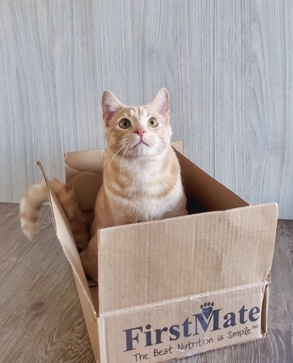 VOKRA - Vancouver Orphan Kitten Rescue Association tweet media