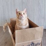 Photo by VOKRA - Vancouver Orphan Kitten Rescue Association (@VOKRAtweets)
