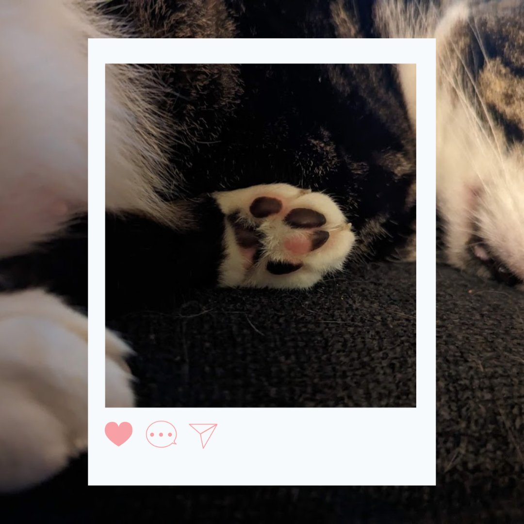 CloverfallD's tweet photo. Is there anything more precious than a bean? https://t.co/cHJutOkXe4