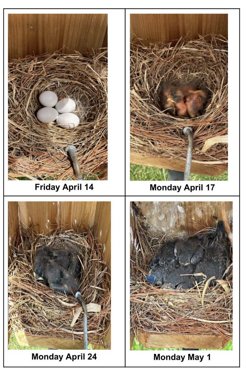 Now this is something to #tweet about! Bird box #1 in the <a href="/Oakton_ES/">Oakton ES</a> garden has been home to four new Bluebirds! Look how much they have grown in just two short weeks! 🪺🐦