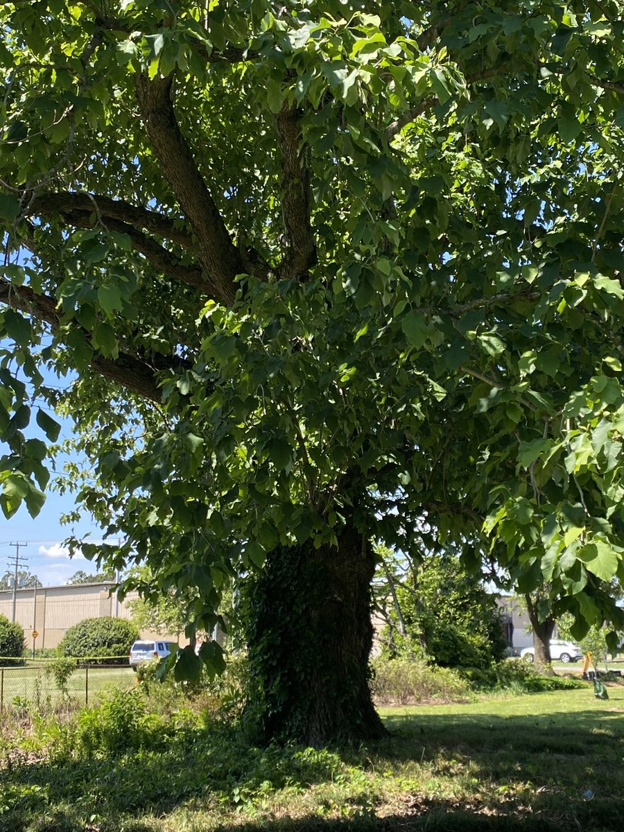sustainme_in's tweet photo. The reason to plant a trees🌳🌳🌳
https://t.co/iCyrPuK9bT

#sustainme #plantatree #urbanart #tree #trees #sustainable #Sustainability #sustainableliving #treeplantation #CO2 #cool #heatwave #TEMPERATURE #TreeOfTheDay #treephotography #treeweek2023 #sustainmetree #Bangalore #Tamil https://t.co/KJKo00YDOJ