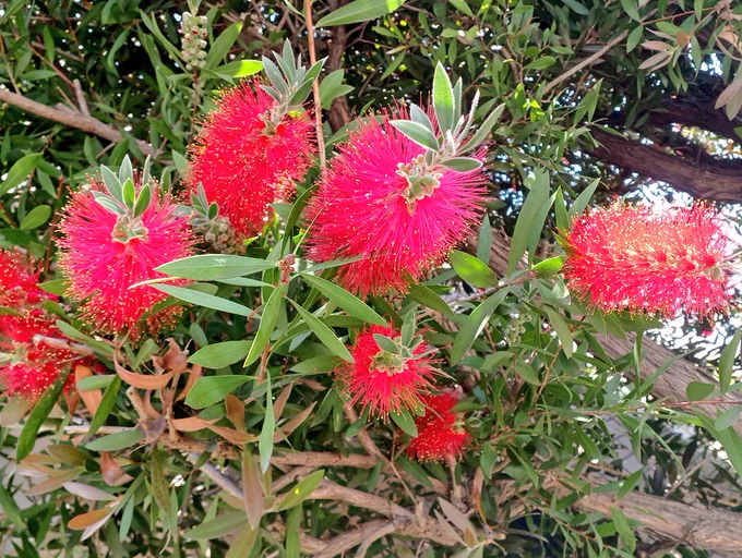 赤いタワシみたいな花!なんだこれ