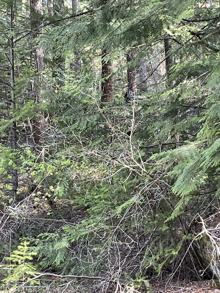 Eye spy a kid who takes the “I don’t care where you go as long as you can see me” rule very seriously 😂 🌲