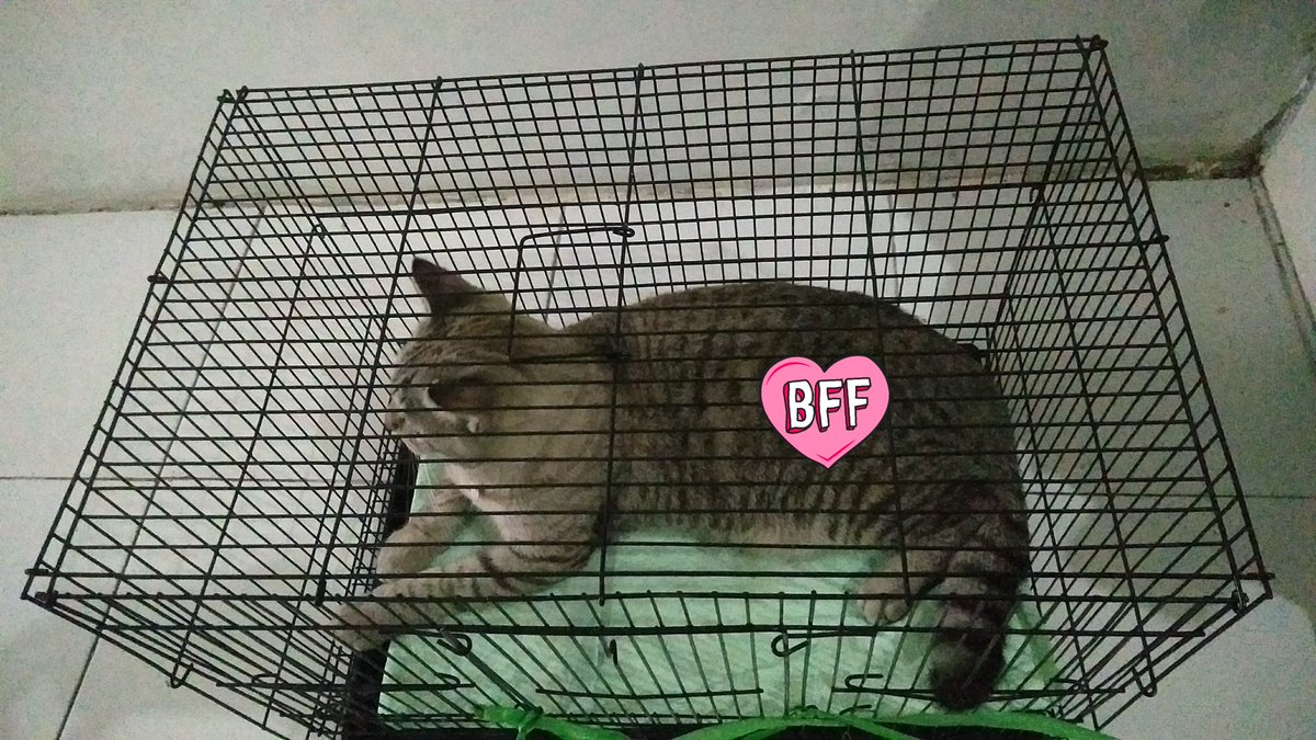 shop_sopi's tweet photo. WTS kandang kucing ukuran M
Ukuran : 45 x 30 x 30

(TANPA KUCING YA) 

Alasan : kucing udah terlalu gede dan butuh kandang yang lebih besar

Kondisi : masih bagus, jarang dipake

Harga bisa nego, start 65k

Bantu rt/like ya, semoga bisa kejual aamin

#zonauang #zonajajan #zonaba https://t.co/qCIpx9j6YQ