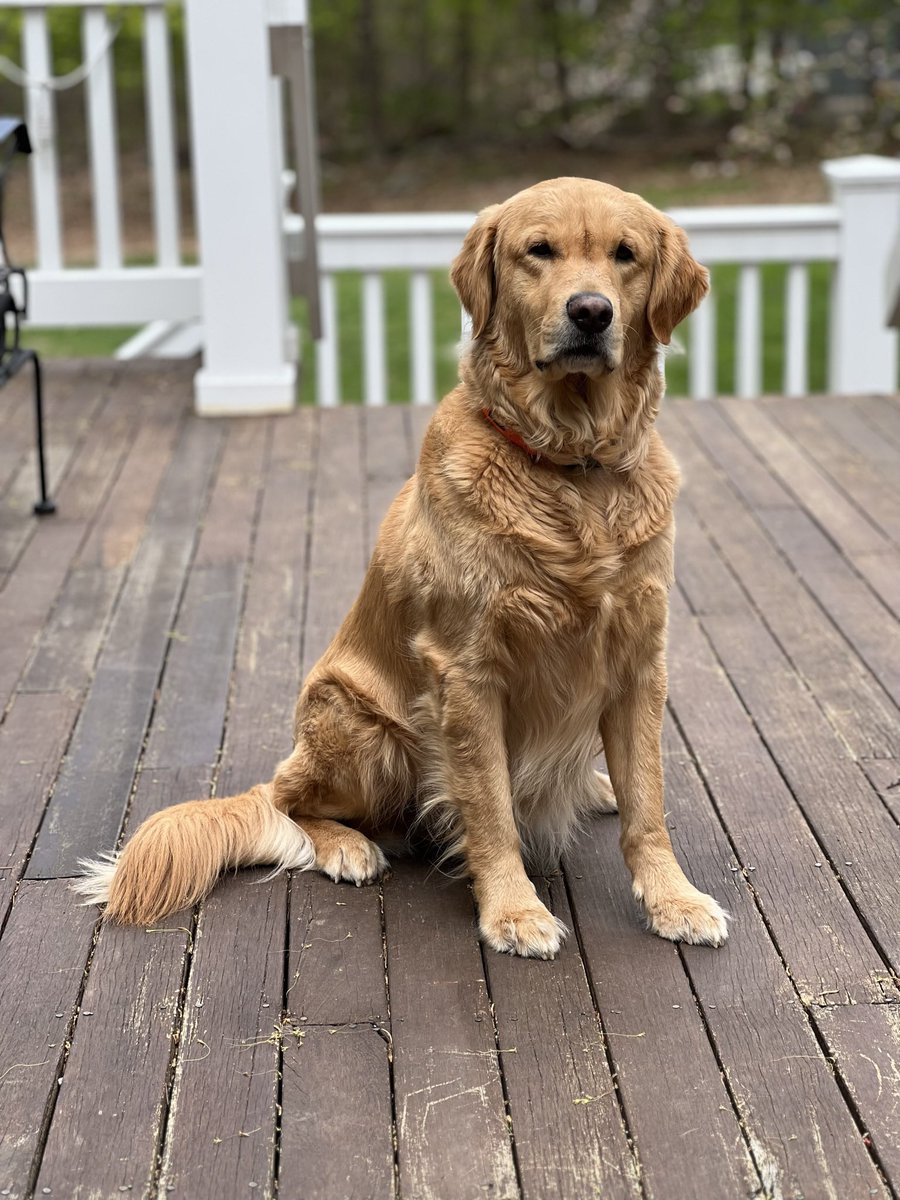 loringbarnes's tweet photo. @WKCDOGS The Golden and Labrador Retrievers get robbed @wkcdogs every single year, without fail. #retrieversforkids #besttemperament #peoplepleasers #sportinggroup https://t.co/hz1pWrUJca
