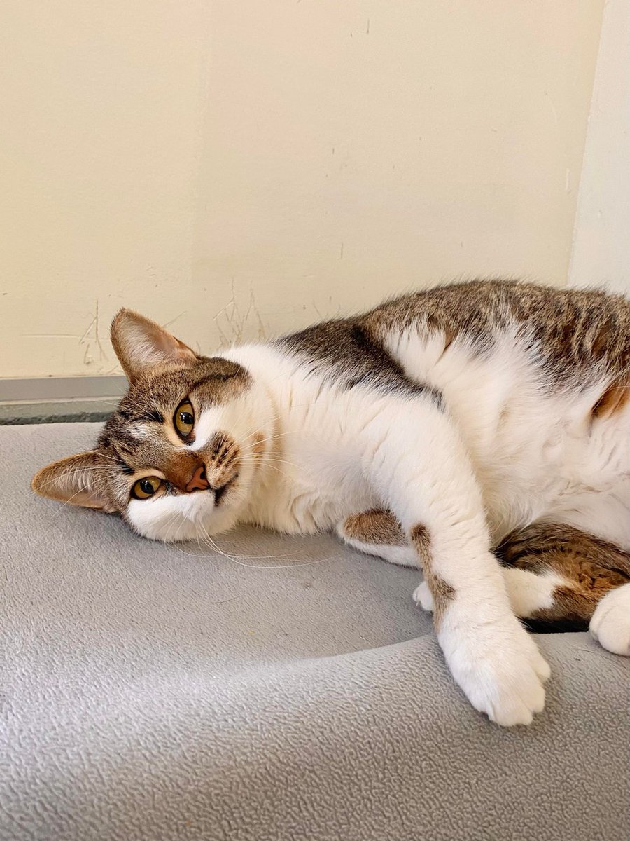 BOW_VALLEY_SPCA's tweet photo. Hi, the name's Dawn! I am sociable, confident, and loving, not to mention a total cutie patootie! I made the trip of Saskatchewan where I was rescued, here to the Rocky Meowtains as I heard I might be able to find a really great home here! I sure ho… https://t.co/Aa9XbkUIhE https://t.co/keP0JpmEBF