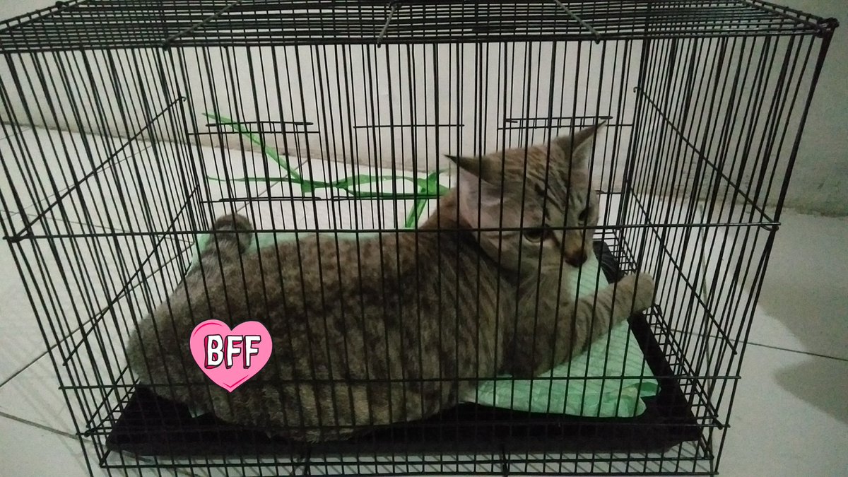 shop_sopi's tweet photo. WTS kandang kucing ukuran M
Ukuran : 45 x 30 x 30

(TANPA KUCING YA) 

Alasan : kucing udah terlalu gede dan butuh kandang yang lebih besar

Kondisi : masih bagus, jarang dipake

Harga bisa nego, start 65k

Bantu rt/like ya, semoga bisa kejual aamin

#zonauang #zonajajan #zonaba https://t.co/qCIpx9j6YQ
