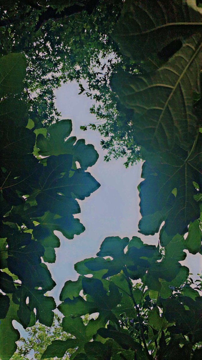 PeaceVibesPromo's tweet image. 🍃