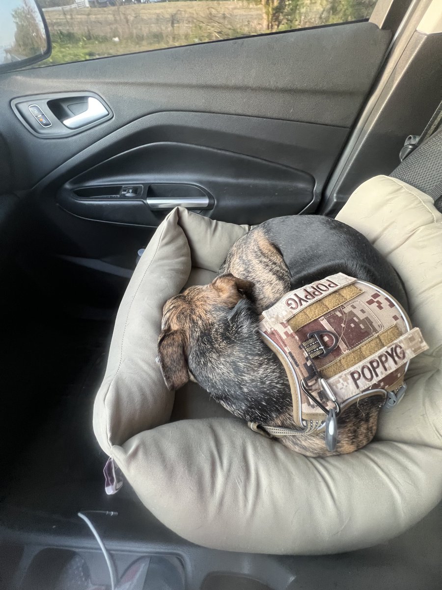 Allentown1711's tweet photo. #PoundCake .... I mean #PoppyGrace & I had big fun today!! Gonna have to ease in to biking pulling the extra 50+ pounds, great workout tho!! Thank you for tolerating the #PoppyG overload. We gals are tuckered out! #TrailDog  #CoRider #PoppyLovesHerRide #BikeLife #Thankful 🚴🏻‍♀️🚴🏻‍♀️🚴🏻‍♀️☀️🐕🐕🐕🐾💫💜