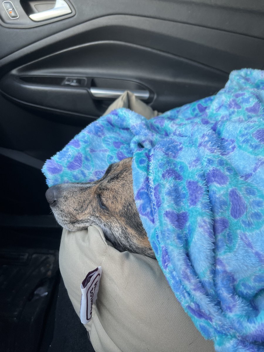 Allentown1711's tweet photo. #PoundCake .... I mean #PoppyGrace & I had big fun today!! Gonna have to ease in to biking pulling the extra 50+ pounds, great workout tho!! Thank you for tolerating the #PoppyG overload. We gals are tuckered out! #TrailDog  #CoRider #PoppyLovesHerRide #BikeLife #Thankful 🚴🏻‍♀️🚴🏻‍♀️🚴🏻‍♀️☀️🐕🐕🐕🐾💫💜