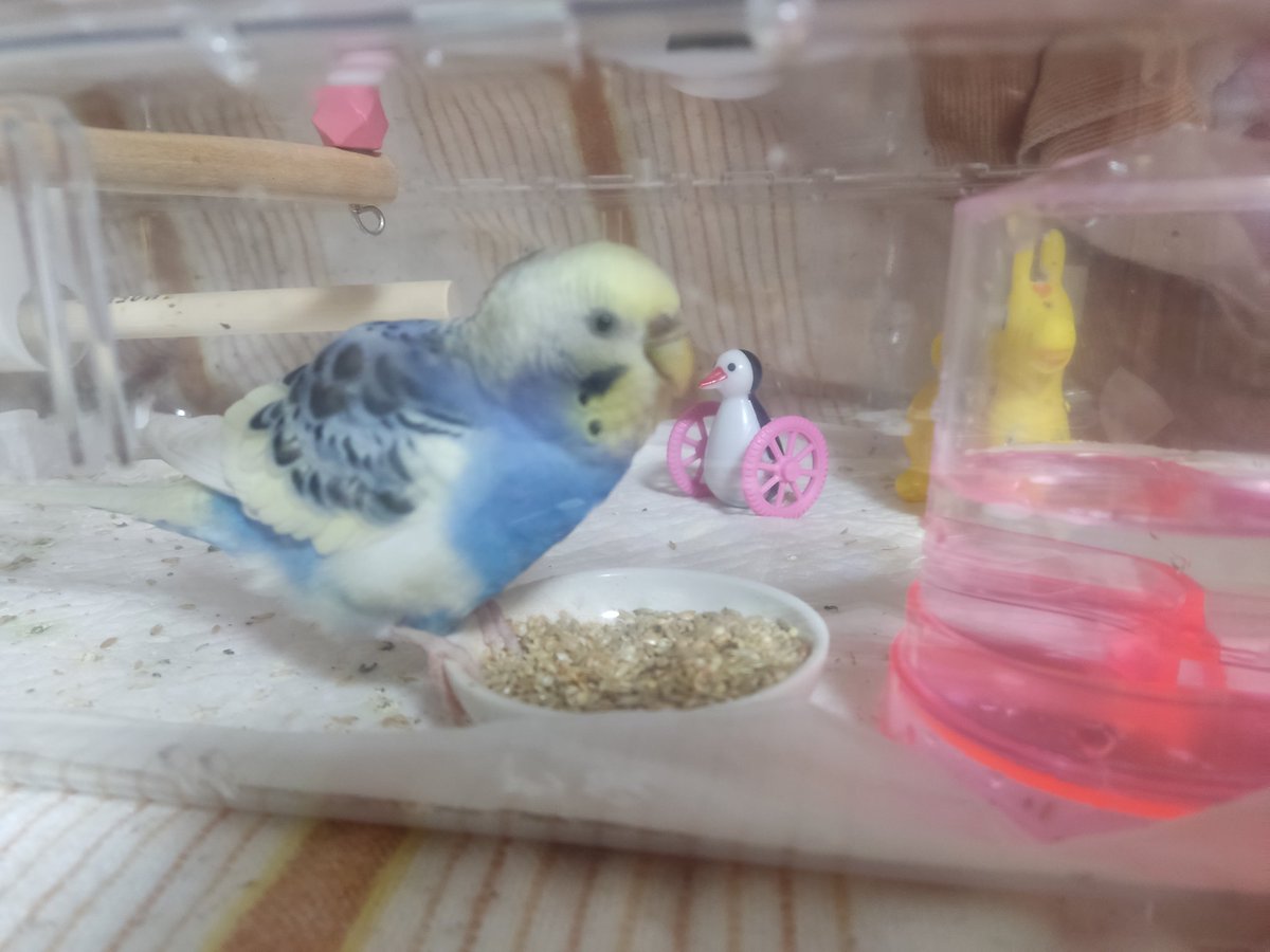 Eureka0ArcheAge's tweet photo. 保護インコについて
今日付けで私に所有権が移りました

夫婦間で決めてる意向
・所有権移行後はうちの子
・所有権移行後でも本物の飼い主が現れたら保護中の実費(現時点で18,066円)請求して返還
・支払い拒否の場合は返還拒否
こちらに所有権があるので無責任な飼い主はお断り https://t.co/jOZDpAeI75