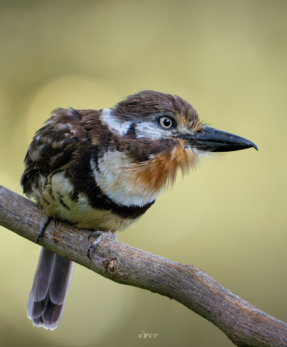 Buco Bobito - Hypnelus ruficollis
#BirdsSeenIn2023 #AvesDeColombia