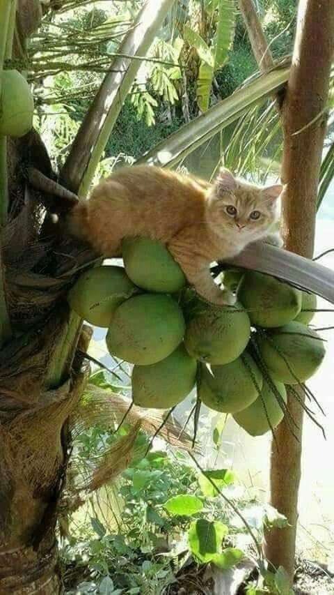 NATURALEZAV3's tweet photo. Pequeño hermoso. https://t.co/Bjf4L4l1Uf