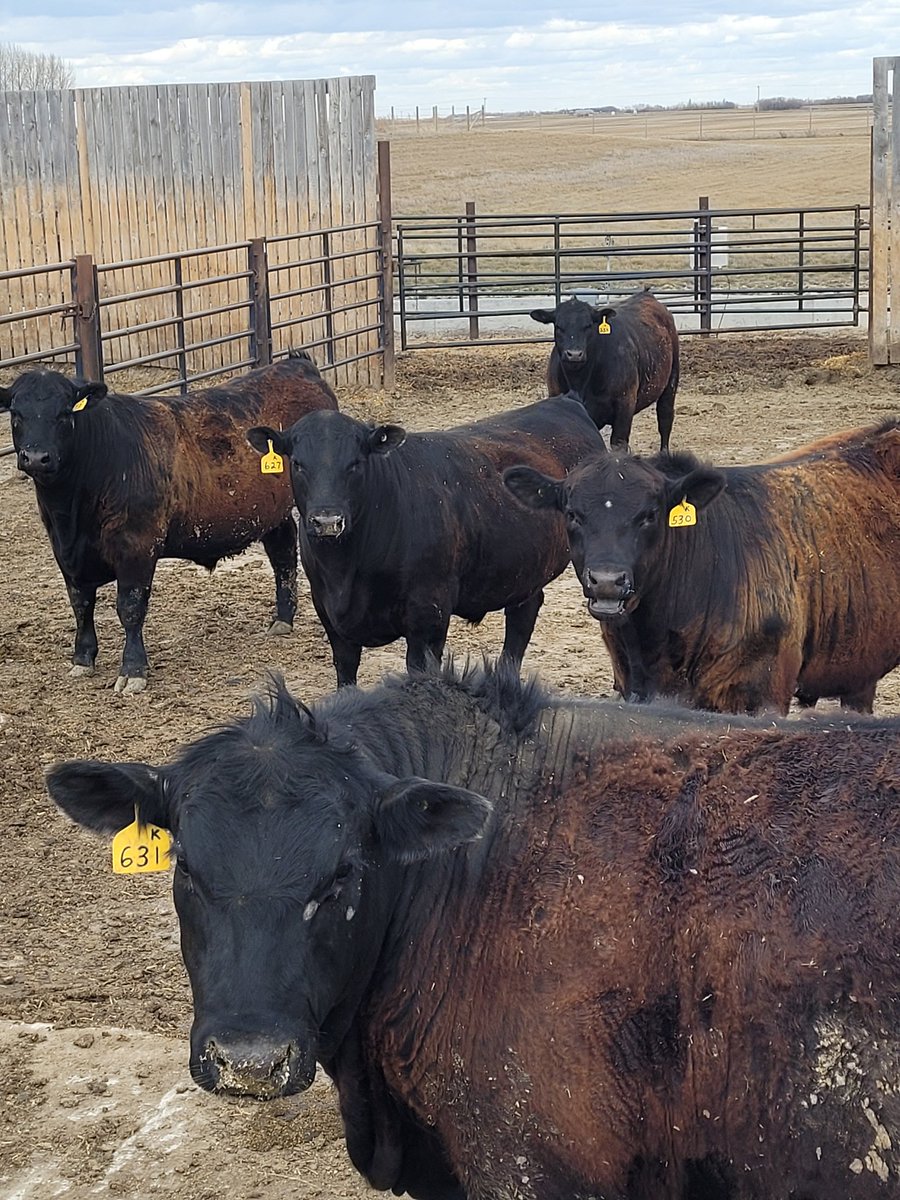DrBart_Beef's tweet photo. Canola Fat Study Calves #FeedlotFinished #AppliedGenomics @ECornand @SaskCattlemens @SaskCanola @cabritanchak #LardnerLab #FitzsimmonsLab @agbiousask https://t.co/0XEDkPzEus