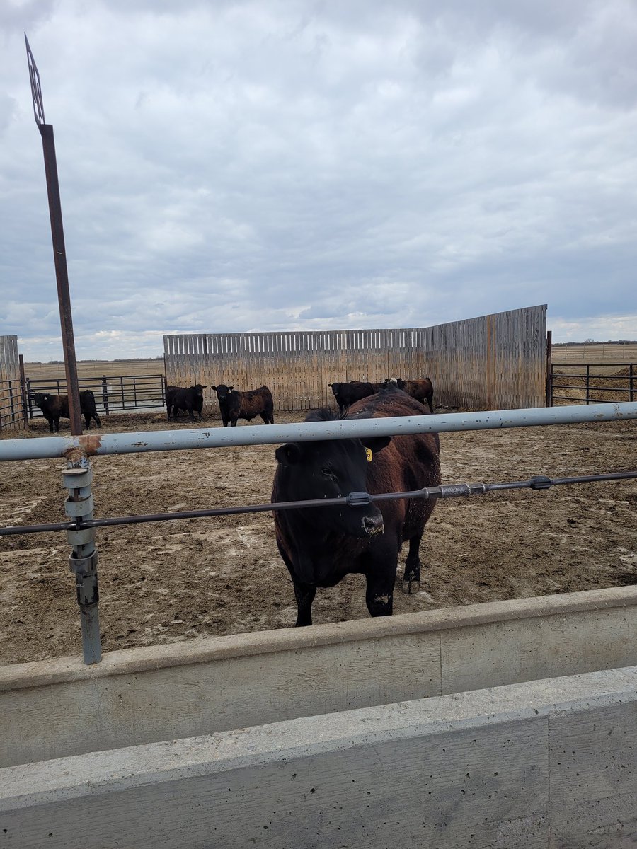 DrBart_Beef's tweet photo. Canola Fat Study Calves #FeedlotFinished #AppliedGenomics @ECornand @SaskCattlemens @SaskCanola @cabritanchak #LardnerLab #FitzsimmonsLab @agbiousask https://t.co/0XEDkPzEus