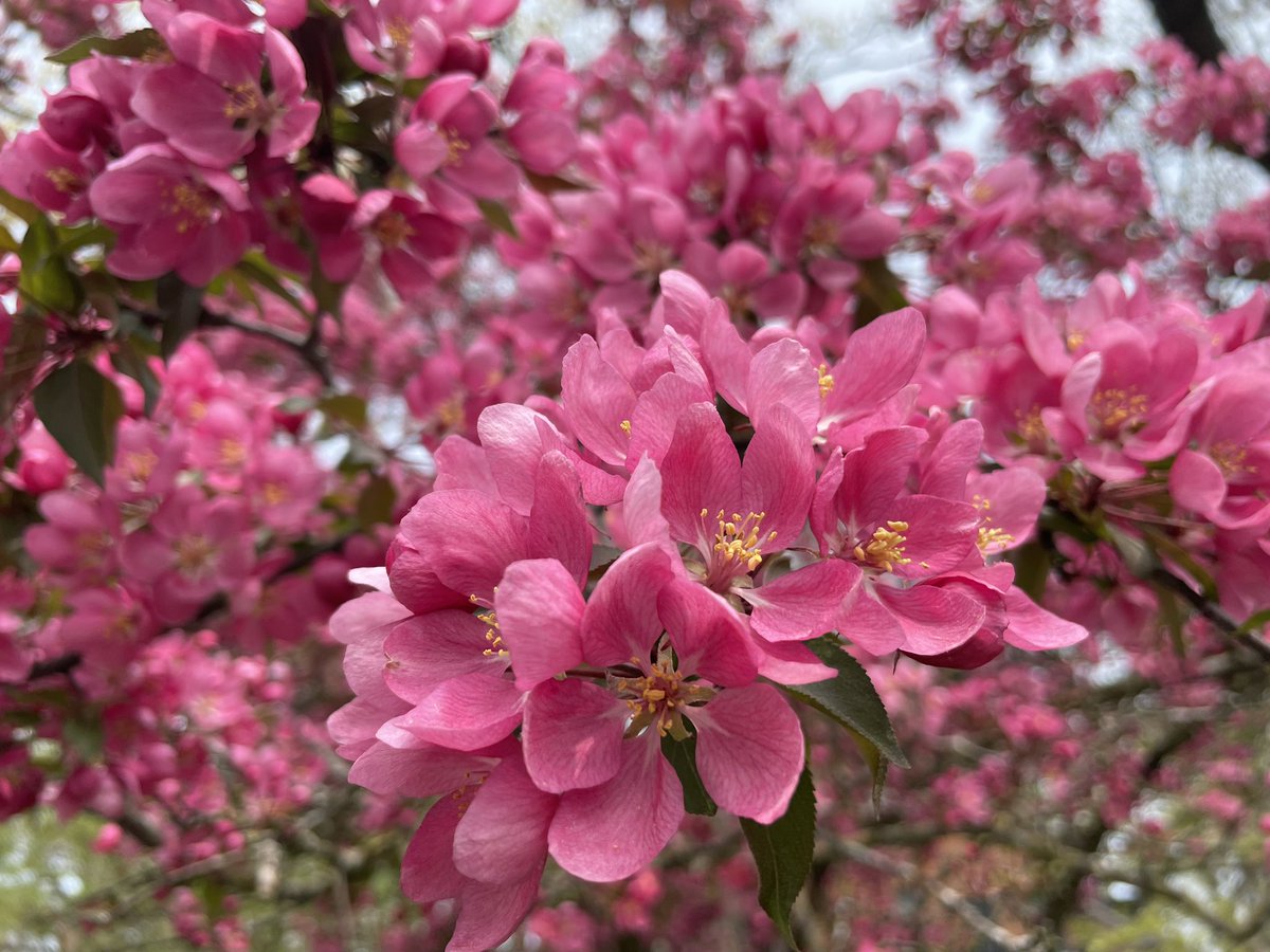 A flower never stops trying to bloom! Blossoms from my neighbourhood! Happy Day