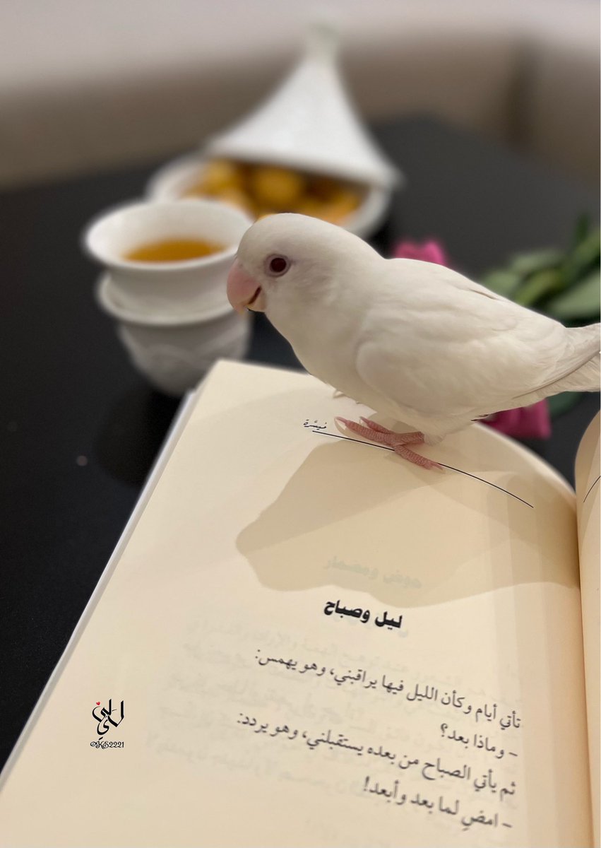 akram_a_faqeeh's tweet image. ✨️ليل وصباح✨️
"تأتي أيام وكأن الليل فيها يراقبني، وهو يهمس:
- وماذا بعد؟
ثم يأتي الصباح من بعده يستقبلني، وهو يردد:
- امض لما بعد وأبعد!"
كتاب #ميسرة | #أكرم_فقيه 📖
الصورة للكريمة @ke2221.. شكرًا جزيلًا 💐