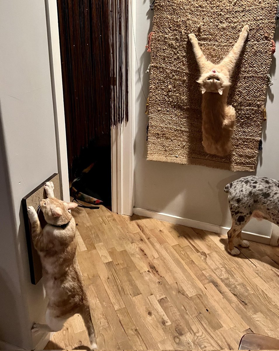 DontShowYourCat's tweet photo. the climb https://t.co/iLMxuWYw8q
