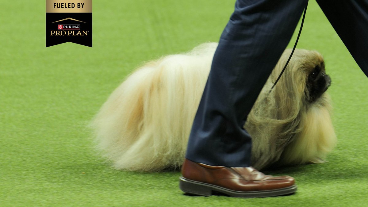 ProPlan's tweet photo. @xemmabradyx Congrats! We know the #ProPlanDogs will make great graduation party guests. 😉🎓 Sit back and enjoy the #WestminsterDogShow - you deserve it. https://t.co/o8Npe3XT6H
