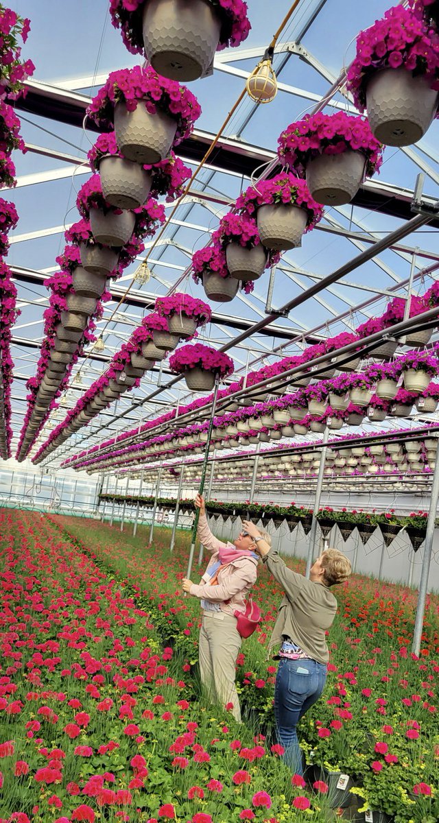 Tanya Carvalho (@tanyacbloomdiva) on Twitter photo We know how to pick a pink!! NEW for 2024 Enviva Petchoa Pink from <a href="/SelectaOneNA/">Selecta One</a> is a knockout! The best of both worlds a cross of Calibrachoa and Petunia it packs a punch with colour and performance! #pink #flowers #garden #bloom #MothersDay2023 #jefferysgreenhouse #bloomdiva We know how to pick a pink!! NEW for 2024 Enviva Petchoa Pink from <a href="/SelectaOneNA/">Selecta One</a> is a knockout! The best of both worlds a cross of Calibrachoa and Petunia it packs a punch with colour and performance! #pink #flowers #garden #bloom #MothersDay2023 #jefferysgreenhouse #bloomdiva