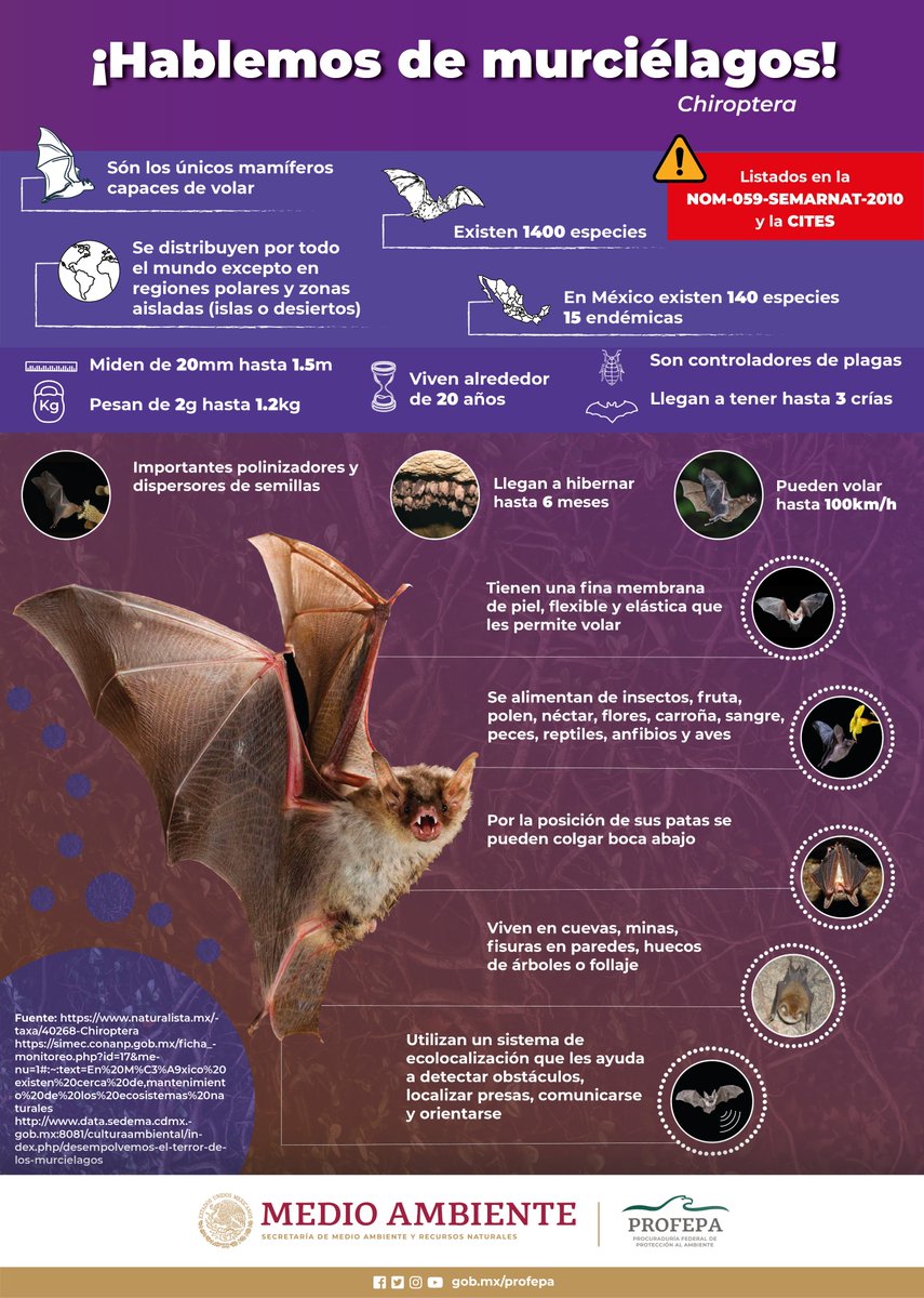 🦇 Los murciélagos son criaturas misteriosas y fascinantes. 

💻 Comparte y ayúdanos a crear conciencia sobre su importancia en nuestro ecosistema 🙌🏾🌿 #conservación #biodiversidad 🌍