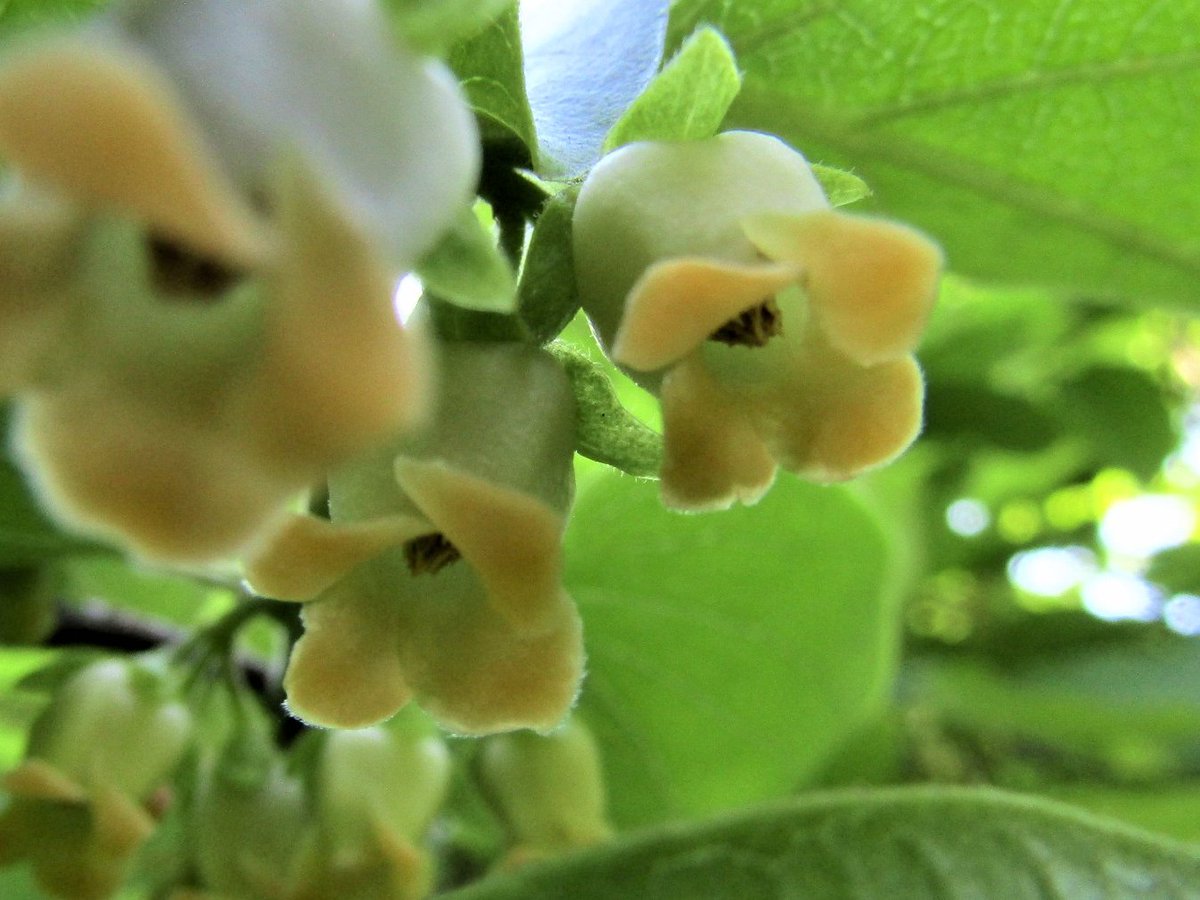 TonogayatoTeien's tweet photo. 今なら #カキ の #雌花(左) と #雄花(右) が葉の下に見えるかもしれません。
#柿 #殿ヶ谷戸庭園 #国分寺駅から徒歩2分の癒し空間
#国分寺崖線
You may find #FemaleFlower (left) and #MaleFlowers (right) of #Persimmon or #DiospyrosKaki under the leaves in #TonogayatoGardens.
#Kokubunji https://t.co/A8PFrNz55N