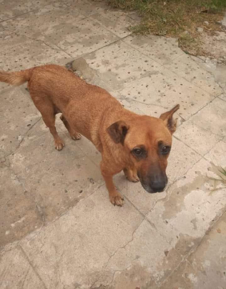 Tabyta201's tweet photo. 🚨🔴🚨LOS VECINOS LE HAN HECHO MUCHAS DENUNCIAS. 
LOMA HERMOSA, 3 DE FEBRERO. Necesito alguien que interceda!!!Ayuda!!Esta mujer llamada Viviana luque, deja morir a perros y gatos!!Así está una de las perras, hasta hace poco los vecinos le dábamos de comer, ahora la tiene 
⬇️⬇️ https://t.co/VqG9Njy5CB