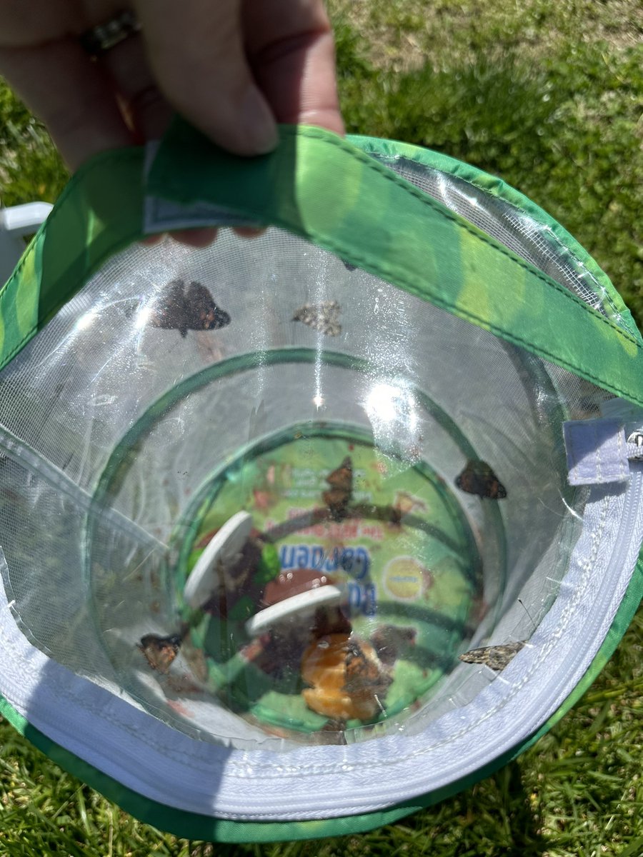 Our 2 week unit on Butterflies came to a bittersweet end today as we released them to be free. We enjoyed watching them transform from caterpillars 🐛 to butterflies 🦋 and learning about the role a chrysalis plays in their lifecycle!