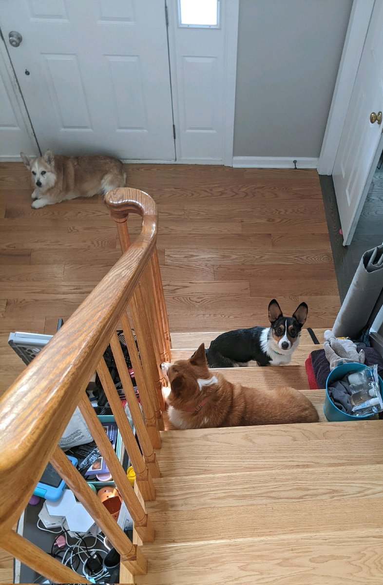 The corgis recently watched Jurassic Park and are taking notes from the Raptors working together... Clever girl...and boy... And the boy decoy in front of the door. #corgicrew #triphazard #careful