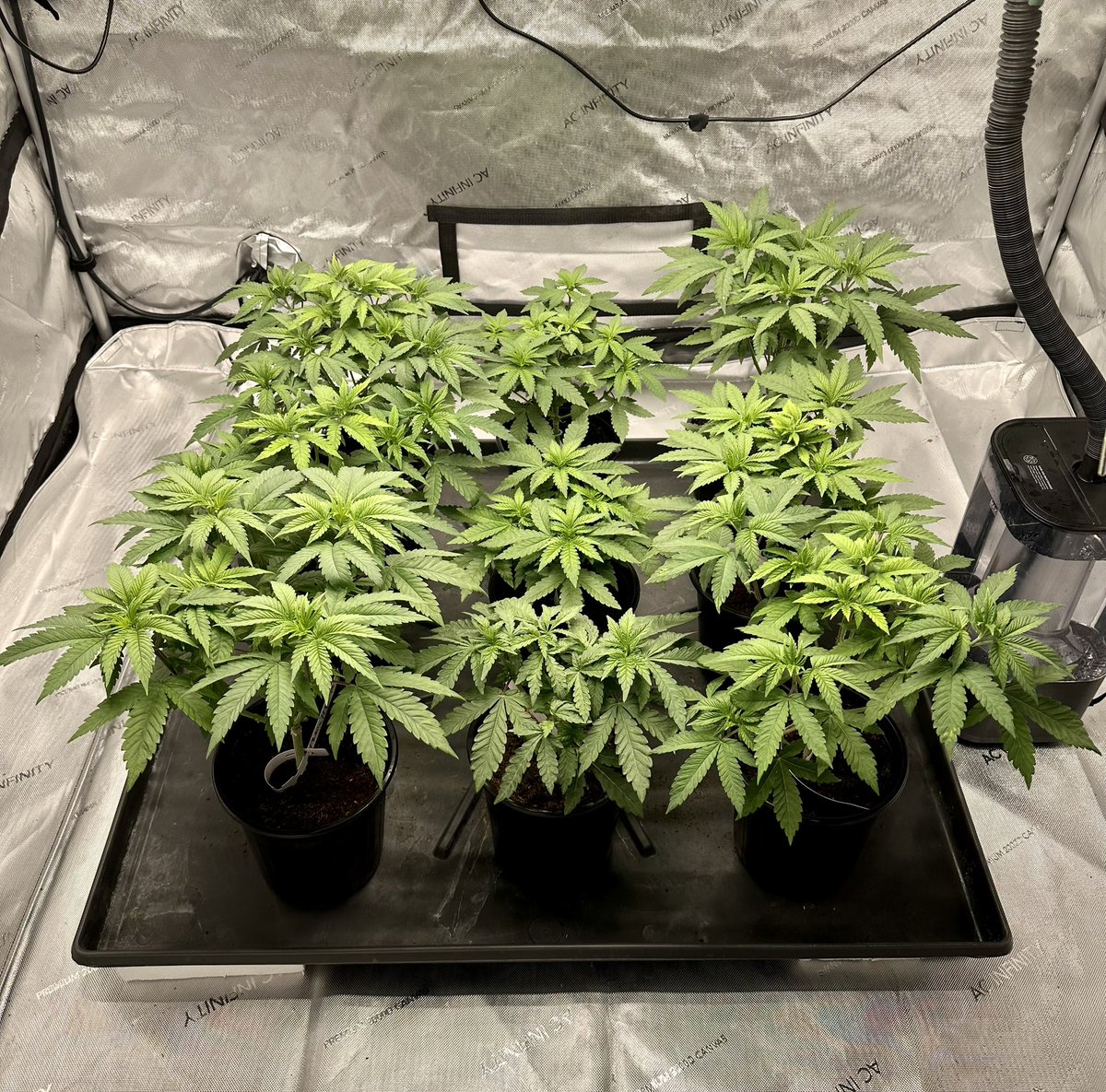 kushfruit's tweet photo. Just into the 4th week of veg and the plants are looking pretty good. Another couple weeks and we will see how many females we get. 

Strain: Pluto x Heavy Eye
🧬 @JBeezySJG 

#homegrown #cannabiscommunity https://t.co/VJKcyBnpW8