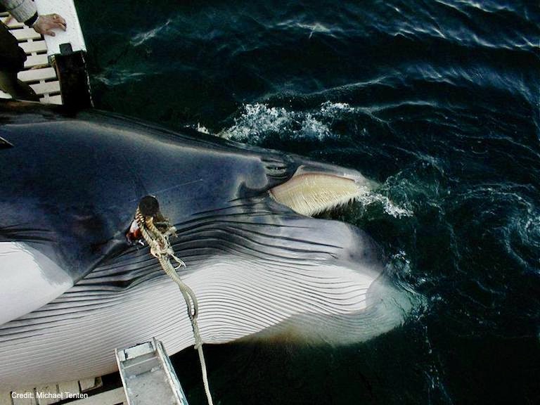 #Whales Last year, Norway slaughtered 580 whales; many were pregnant. Now, they are increasing whale kill numbers and have removed onboard whale welfare monitors. They are worried about bad publicity, so let's give it to them. uk.whales.org/2023/05/04/nor…