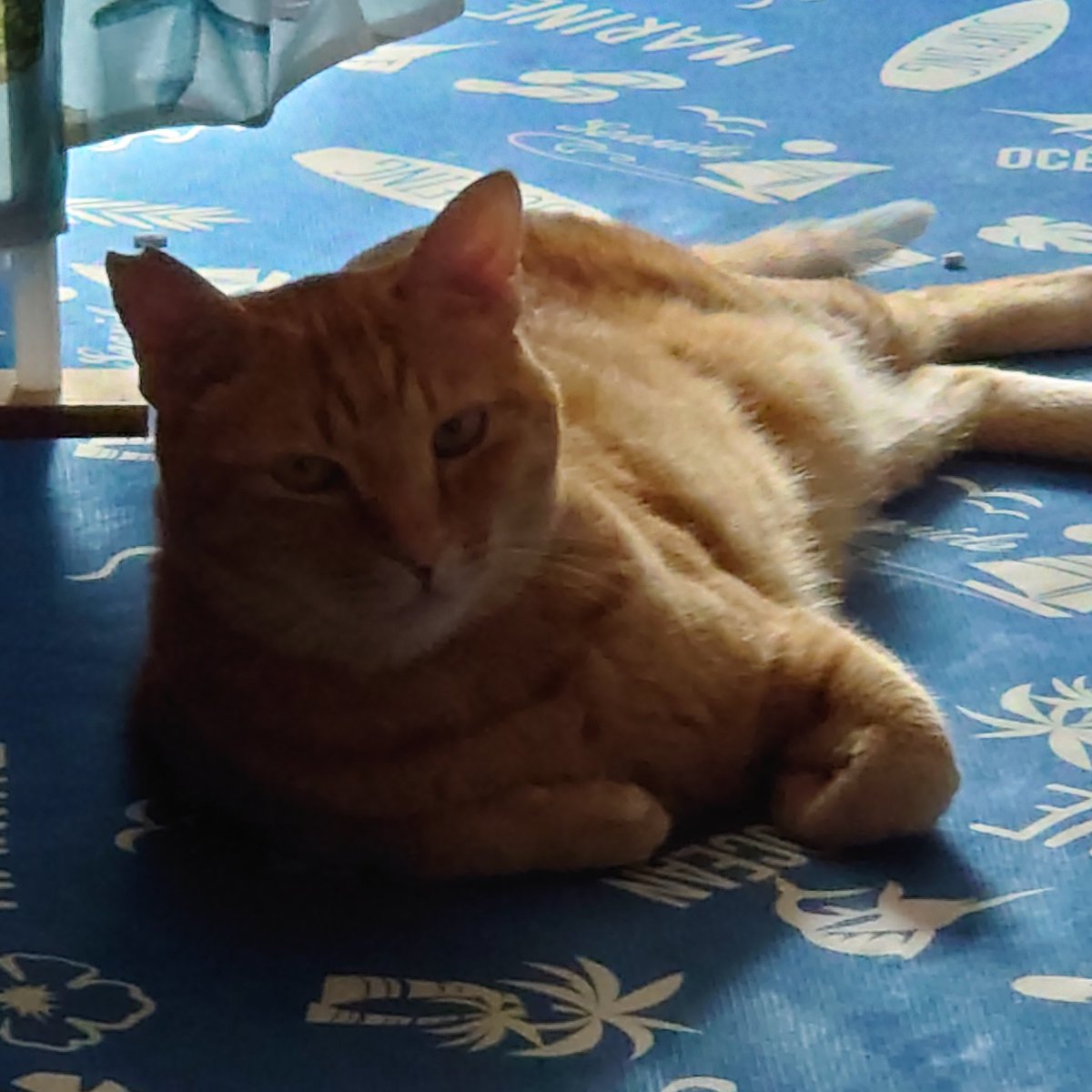 😺おはようございます😺「仕事ですかぁ〜行くなら行ったらいいやん」てな顔で見送られながら…仕事行ってきます😓🥰😻
#保護猫さんと暮らす
#猫のいる生活 
#猫好きさんと繫がりたい