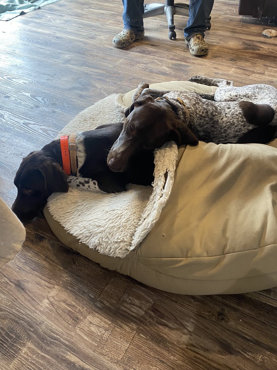 lfrances2140's tweet photo. Boone and Odin are snuggling in the cozy cave watching the @WKCDOGS #BestAtHomeContest #germanshorthairedpointer #gsp https://t.co/B2RckLt4Nb