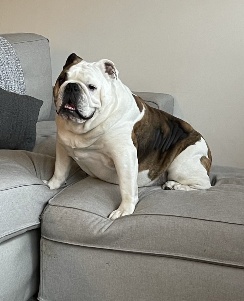 amyhurt's tweet photo. #bestathome #WestminsterDogShow #Englishbulldog Cheering for Winston tonight! https://t.co/w5iSH3u0Ph