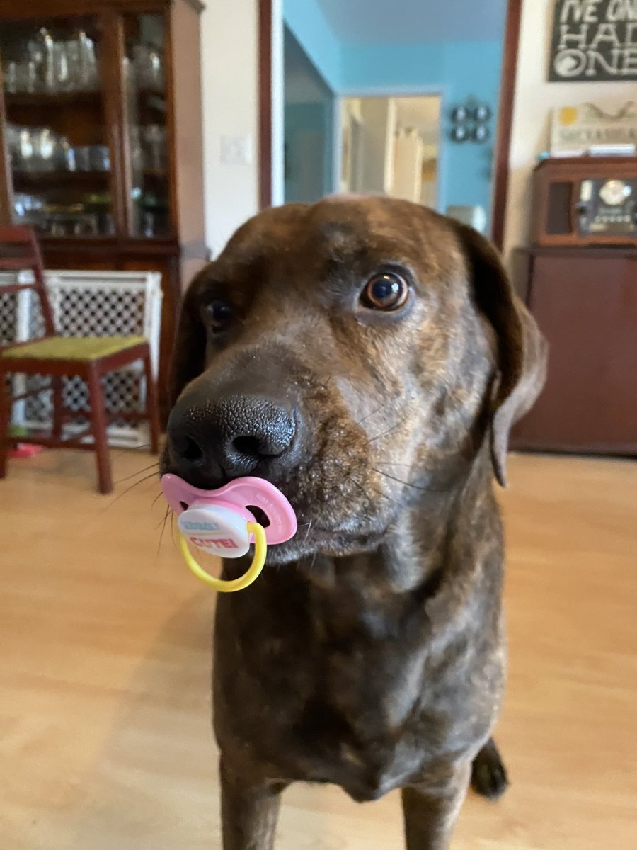 Sweet baby, Fritzy, loves the Westminster Kennel Club dog show! He’s been supporting his Plott Hound competitor friends! 🐕🐕 #BestAtHomeContest #WestminsterDogShow