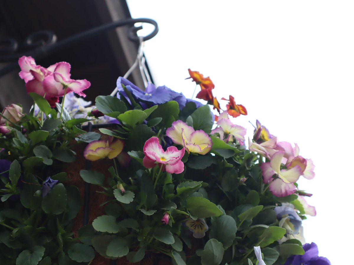このバスケットに入ってるお花が素敵💓

色合いも淡くて安らぎます💐

in ガーデンシティえにわ

これからもっとたくさんのお花が見頃を迎えます🌷

#花の写真 #ガーデニング #恵庭Twitter会