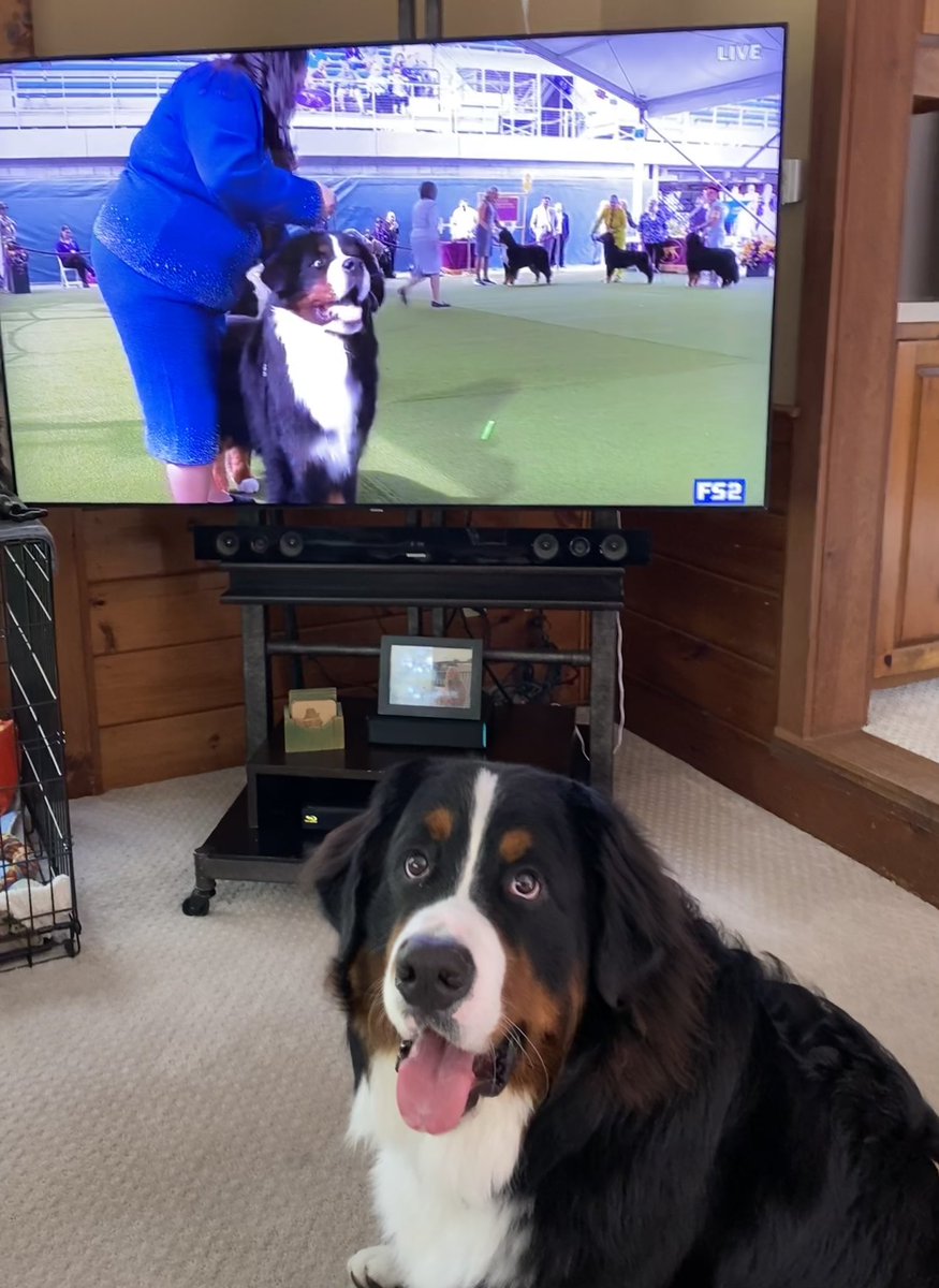 Henry has been rooting for his “team” at Westminster all day today! @WKCDOGS #BestAtHomeContest #WestminsterDogShow