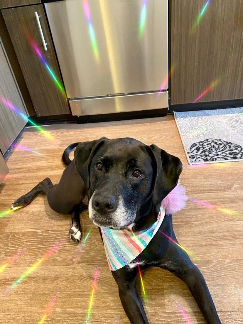 LisasWDWPodcast's tweet photo. @WKCDOGS Lola being photogenic #BestAtHomeContest https://t.co/rYXZ0YEQyd