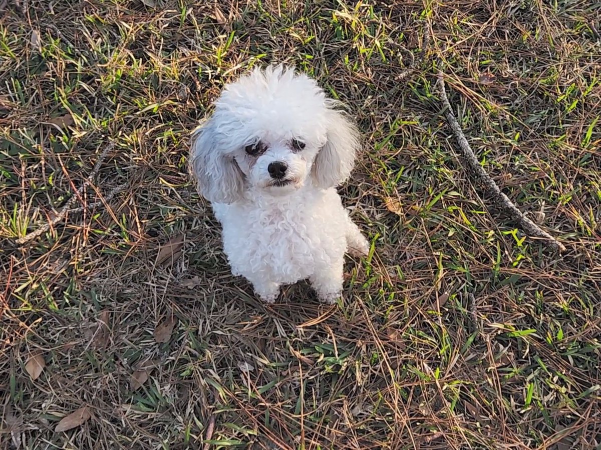 Supporting #AustralianShepherd and #EnglishSetter at #WestminsterDogShow! #ToyPoodle didn't place, but she still shows her support!
#BestAtHomeContest