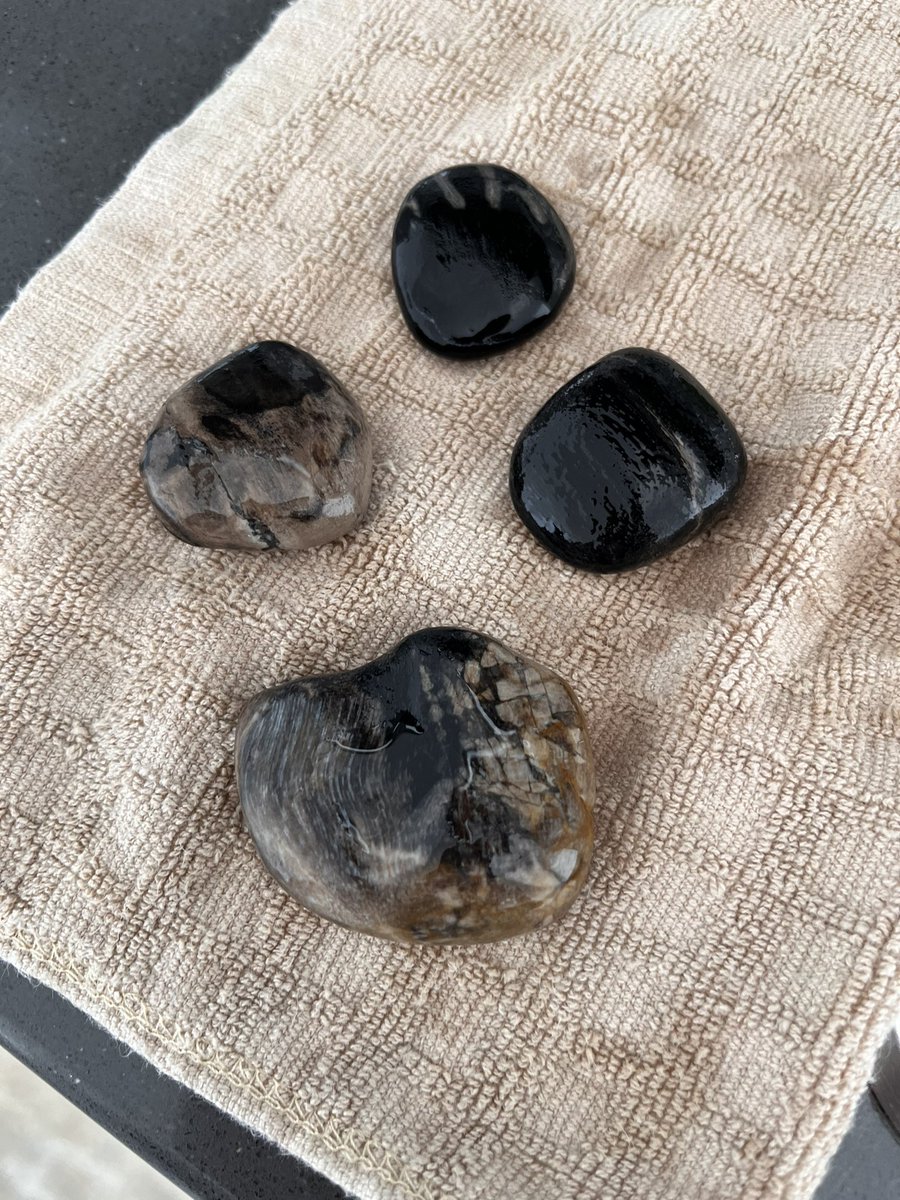 Petrified Myrtle wood from the coast at Bandon, OR. Looking for more tomorrow!